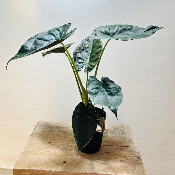 Amazon｜おしゃれ 観葉植物：アロカシア ウェンティ*5号 プラポット
